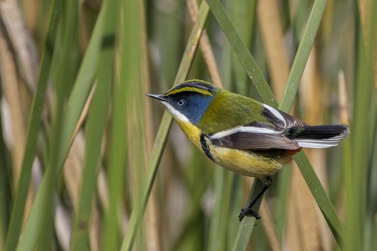 Santuario de la Naturaleza Laguna de Batuco: el paraíso para observar aves como el Sietecolores de la Región Metropolitana